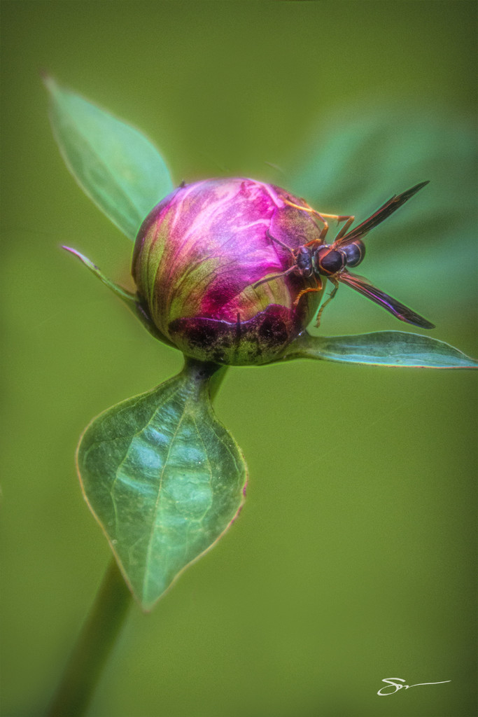 A Peony and a Wasp by skipt07