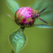 A Peony and a Wasp by skipt07