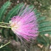 The humidity makes my flowers frizzy! by homeschoolmom