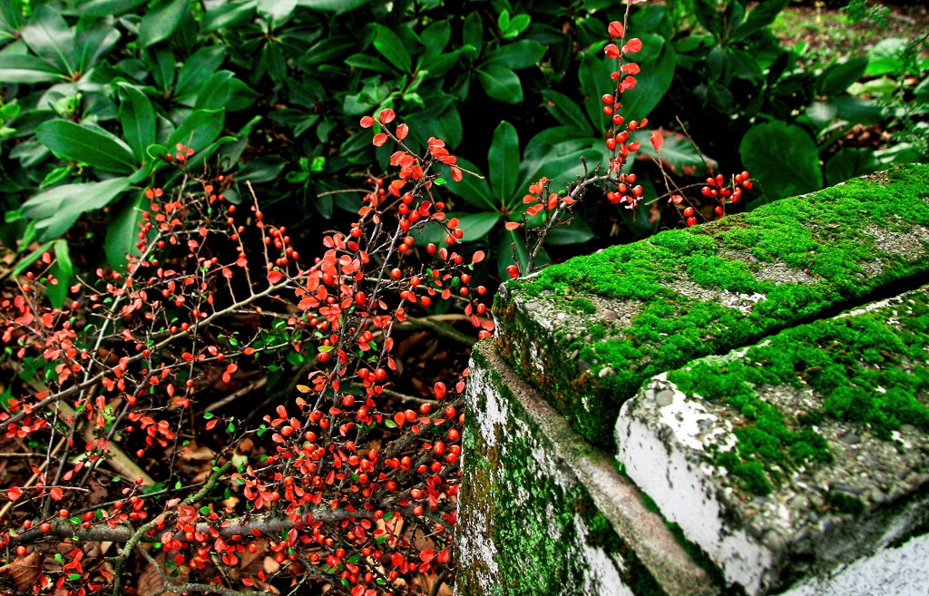 Moss and berries by kiwinanna