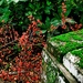 Moss and berries by kiwinanna