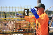 5th Jun 2019 - Preparing the lobsterpots
