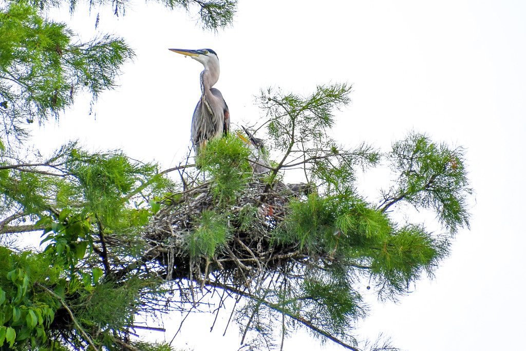 Heron and baby by danette