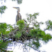 Heron and baby by danette