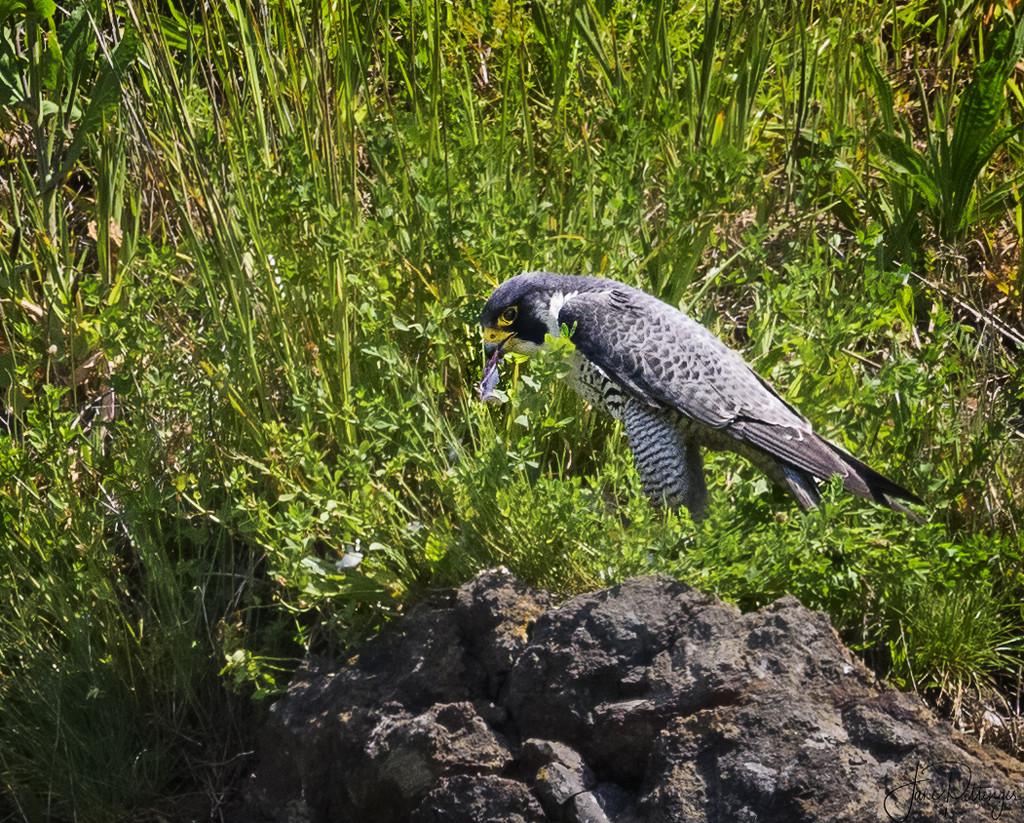 Male Peregrine Falcon Eating His Fill Before Sharing by jgpittenger