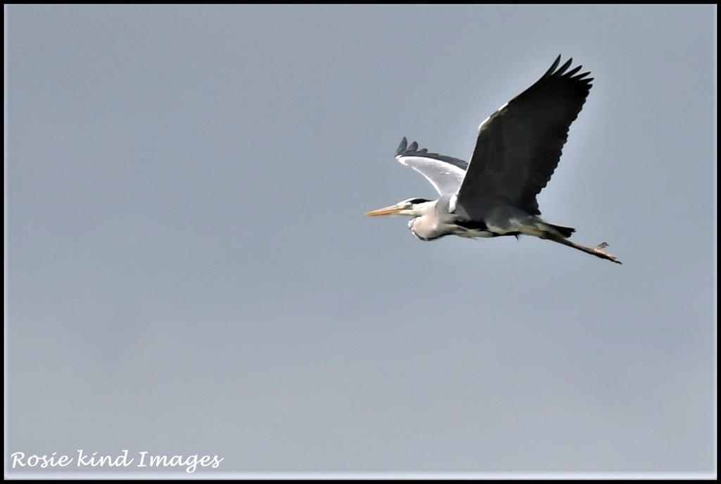 Flying heron by rosiekind