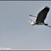 Flying heron by rosiekind