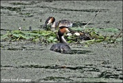 5th Jun 2019 - Grebes at their nest