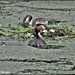 Grebes at their nest by rosiekind