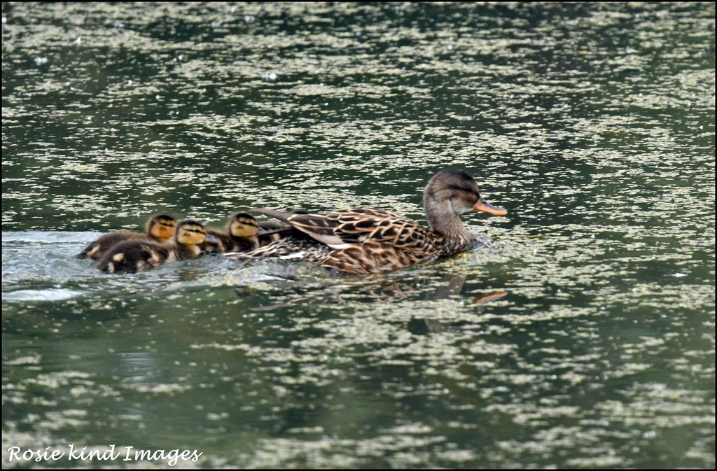 Mum and babies by rosiekind
