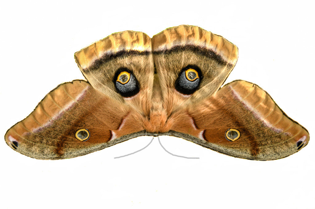 Polyphemus Moth in My Backyard by kareenking