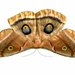 Polyphemus Moth in My Backyard by kareenking