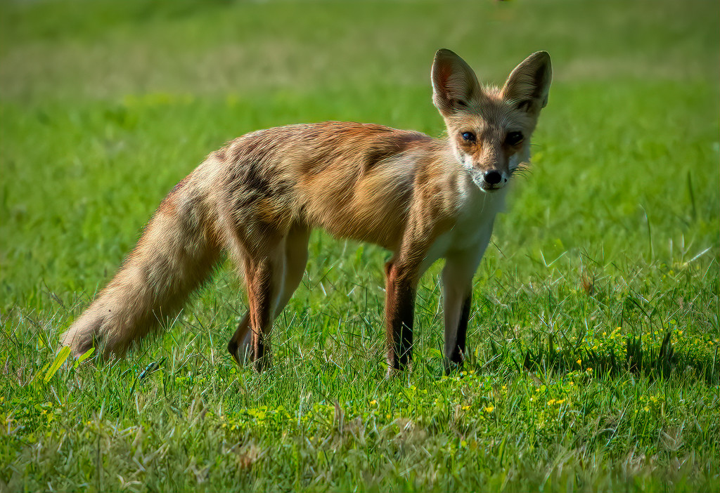 our neighborhood fox by samae