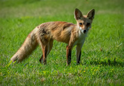 5th Jun 2019 - our neighborhood fox