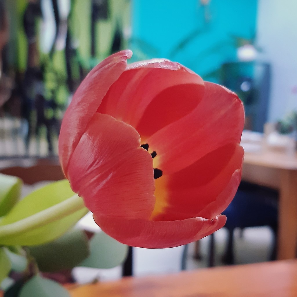 Tulip by salza