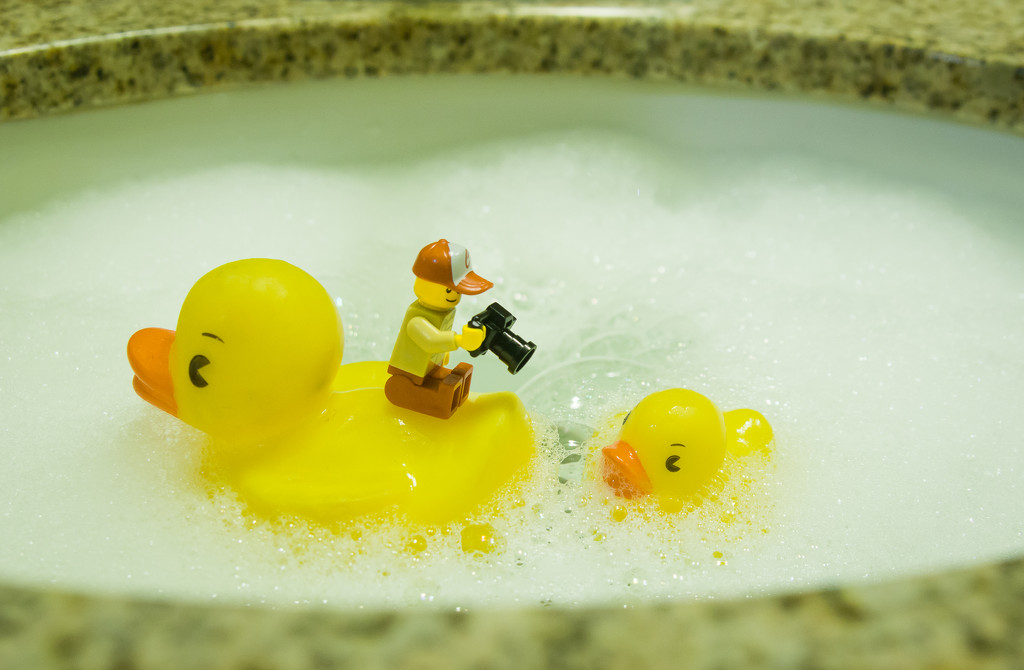 (Day 104) - On a Duck's Back by cjphoto