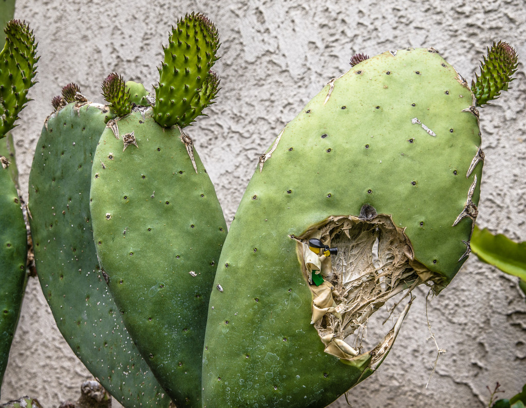 (Day 105) - Inside the Cacti by cjphoto