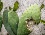 29th May 2019 - (Day 105) - Inside the Cacti