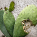 (Day 105) - Inside the Cacti by cjphoto