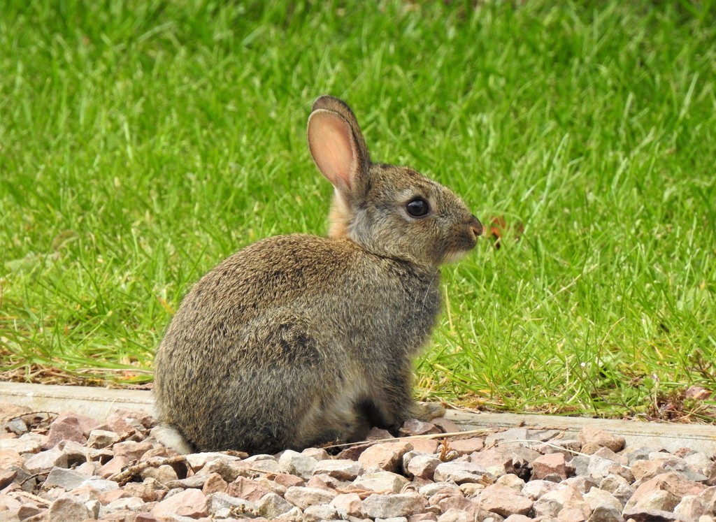 Bunny in the Front Garden   by susiemc