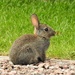  Bunny in the Front Garden   by susiemc