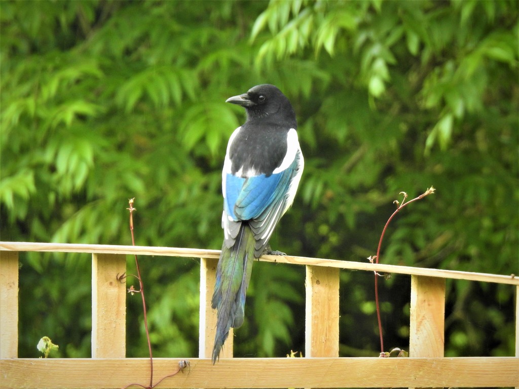 Magpie on the Garden Fence  by susiemc