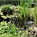 Our little pond by madeinnl