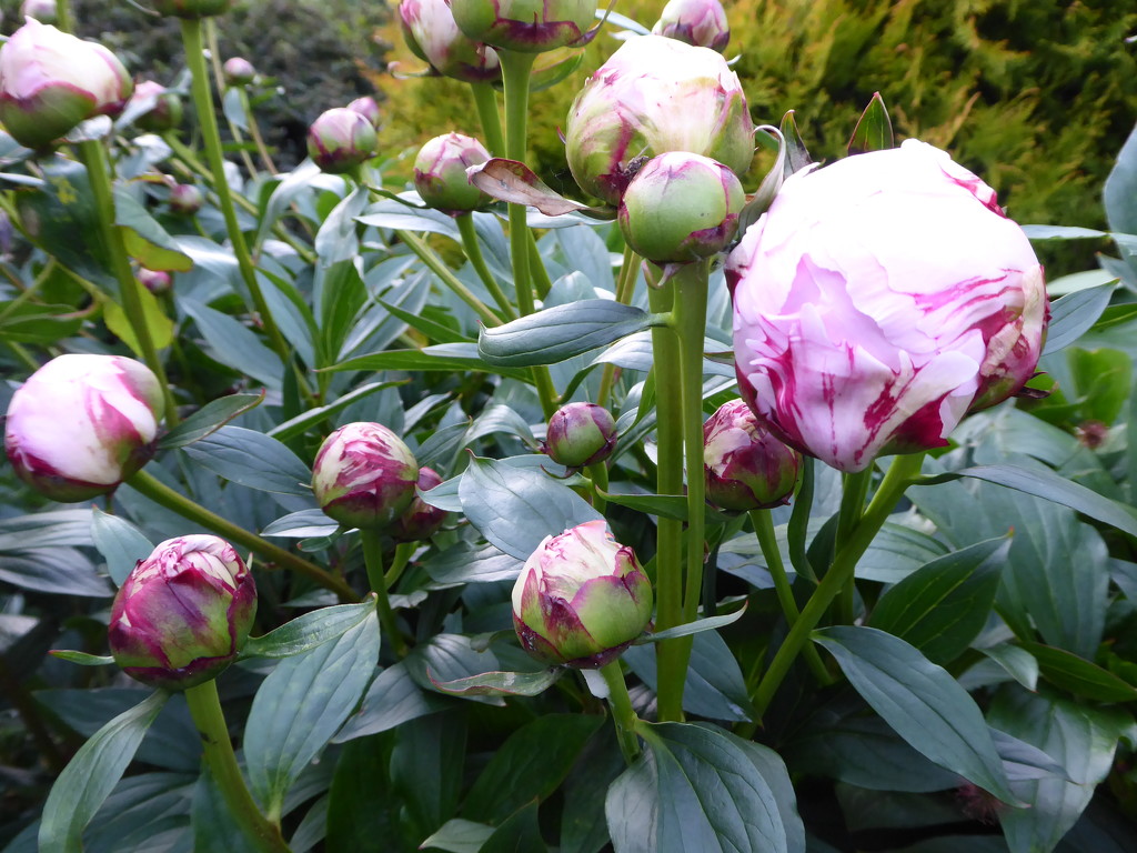 These Peonies will soon open by snowy