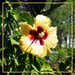 A Yellow Hibiscus ~ by happysnaps