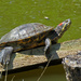 Turtles by kathyo