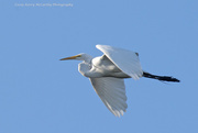 3rd Jun 2019 - Egret fly-by.