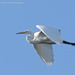 Egret fly-by. by mccarth1