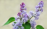 5th Jun 2019 - Antique Lilac