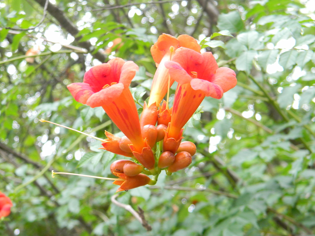 Orange Honeysuckles  by sfeldphotos