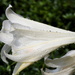 Raindrops on my lily by homeschoolmom