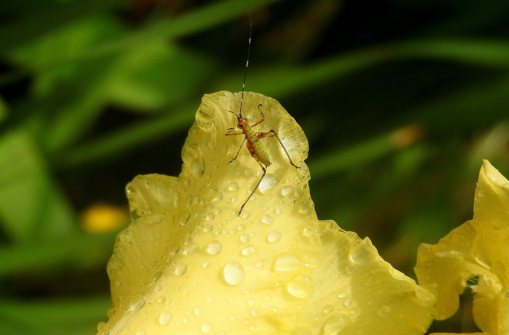 Does rain bug you? by homeschoolmom