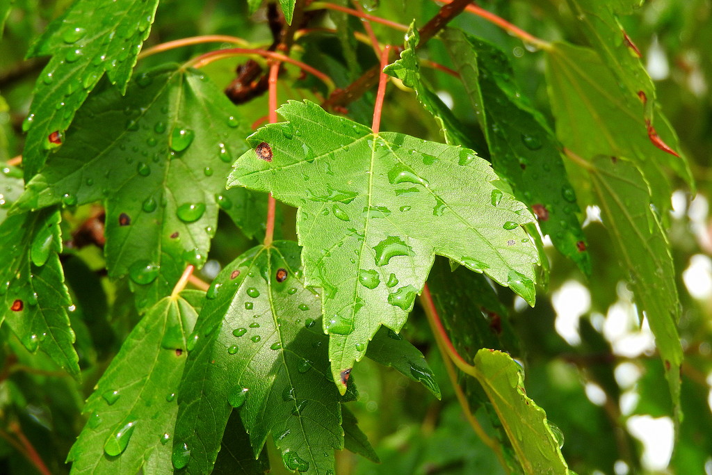 Raindrops on maple leaves...... by homeschoolmom