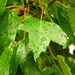 Raindrops on maple leaves...... by homeschoolmom