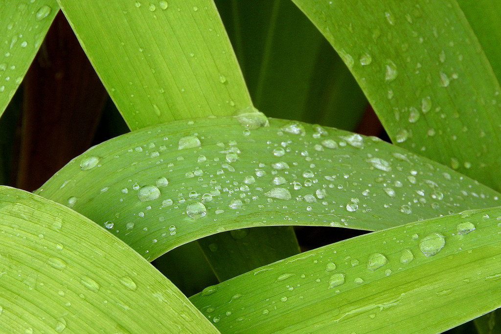 Raindrops on lily leaves by homeschoolmom