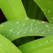 Raindrops on lily leaves by homeschoolmom