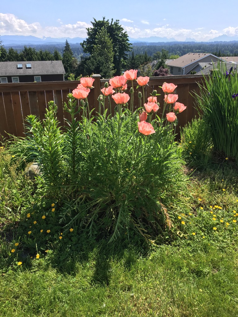 Mom’s Poppies in Bloom by clay88