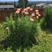 Mom’s Poppies in Bloom by clay88