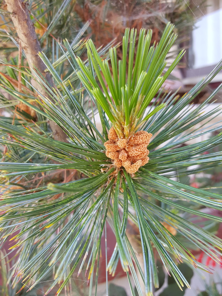 Pine by mariaostrowski