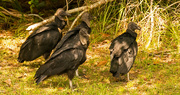 5th Jun 2019 - Vultures Trying to Get Some Shade!