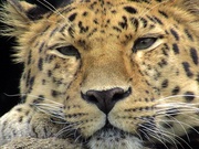 6th Jun 2019 - Amur Leopard