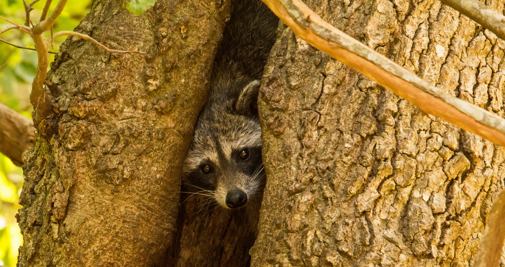 Rocky Raccoon Was Hiding in His Tree Again! by rickster549