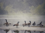 5th Jun 2019 - geese and mist