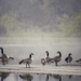 geese and mist by amyk