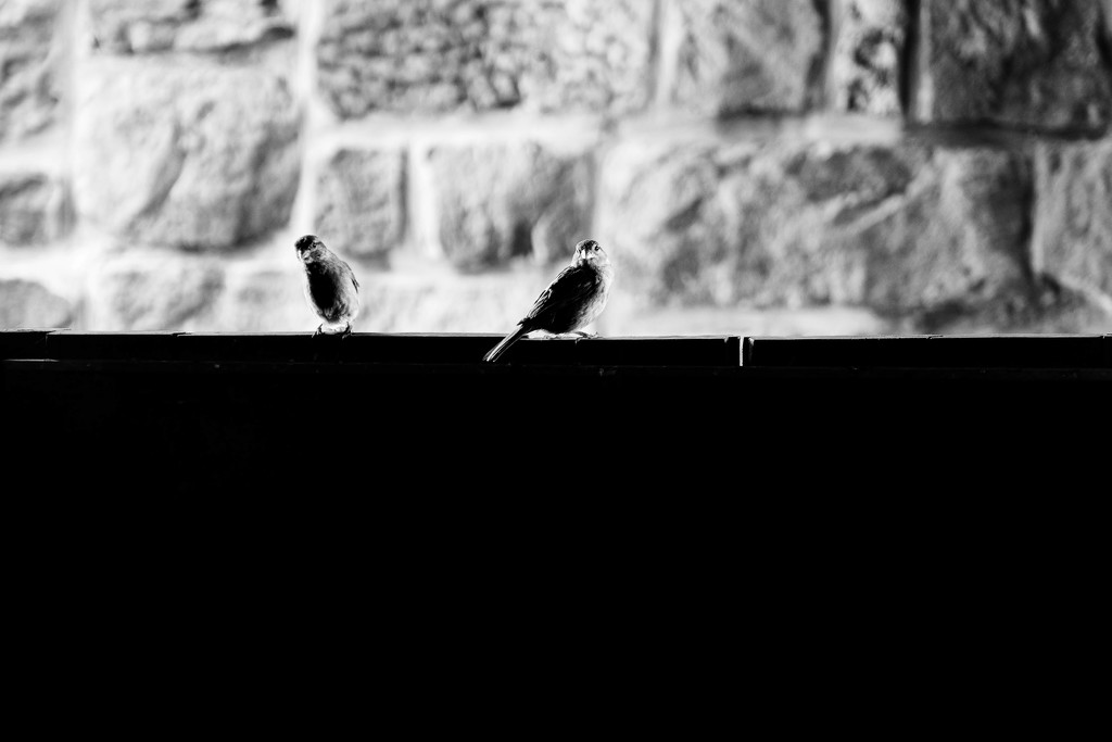 Birdies by vera365