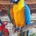 Macaw by harbie